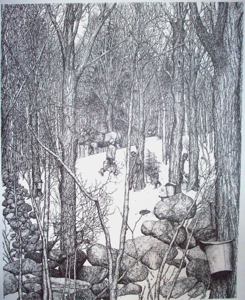 Sugarbush Pen & Ink Print